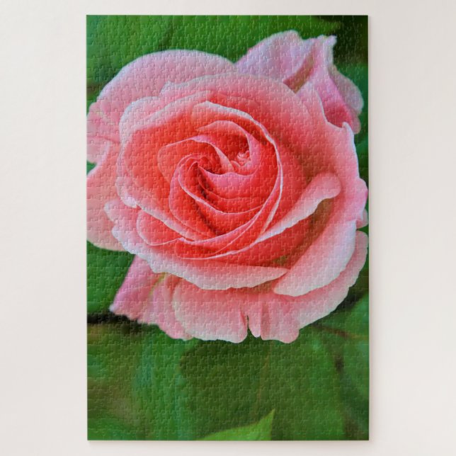 Single Large Pink Rose Up Close Jigsaw Puzzle (Vertical)