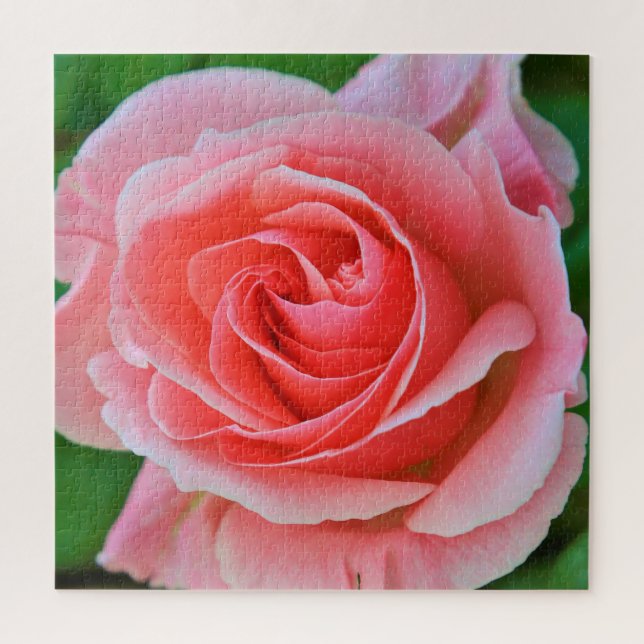 Single Large Pink Rose Up Close Jigsaw Puzzle (Vertical)