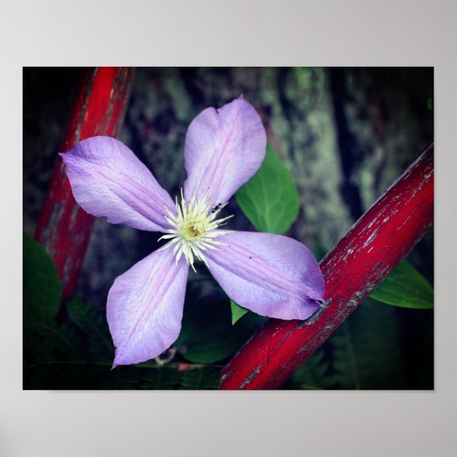 Single Lavender Clematis Flower Poster (Front)