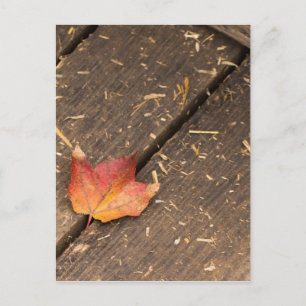 Single Maple Leaf in Fall Postcard