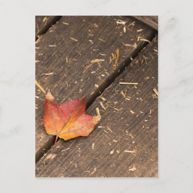 Single Maple Leaf in Fall Postcard (Front)