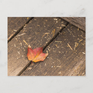 Single Maple Leaf in Fall Postcard