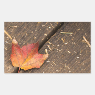 Single Maple Leaf in Fall Rectangular Sticker