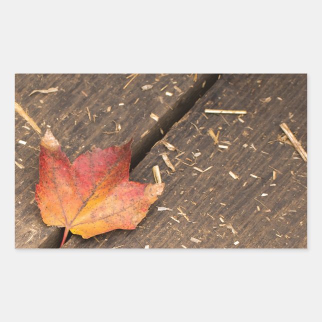 Single Maple Leaf in Fall Rectangular Sticker (Front)