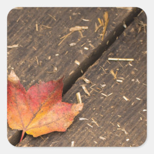 Single Maple Leaf in Fall Square Sticker