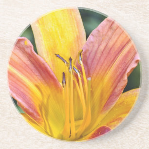 Single orange and yellow lily flower coaster