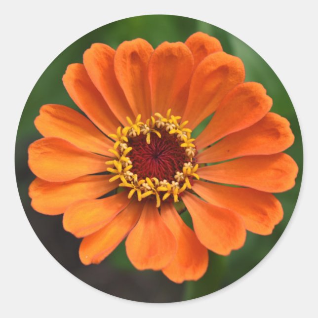Single Orange Flower Classic Round Sticker (Front)