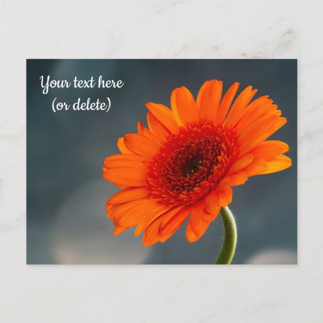Single Orange Gerbera Postcard (Front)