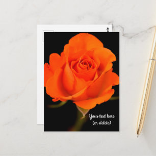 Single Orange Rose Postcard