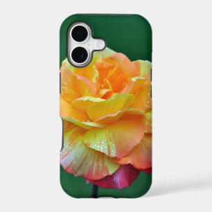 Single orange tea rose