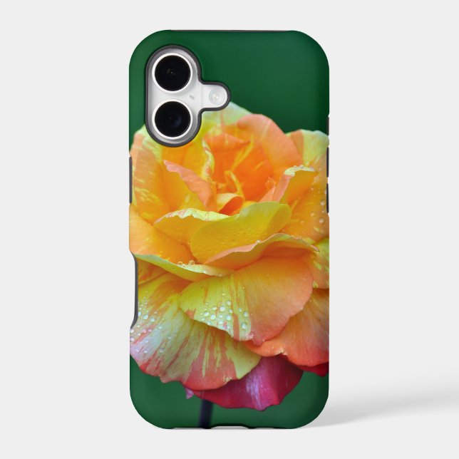 Single orange tea rose (Back)