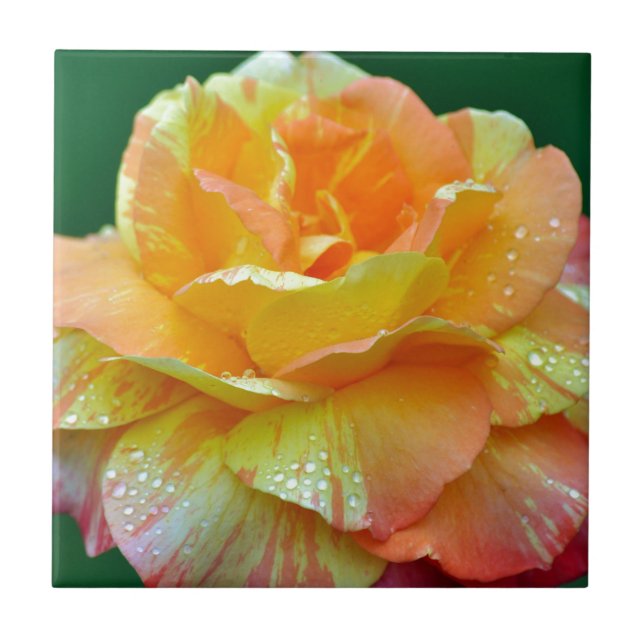 Single orange tea rose ceramic tile (Front)