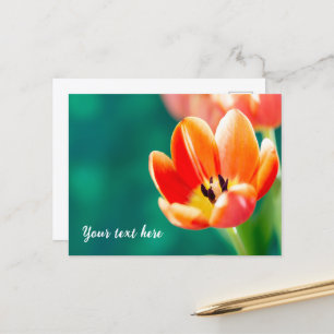 Single Orange Tulip Postcard