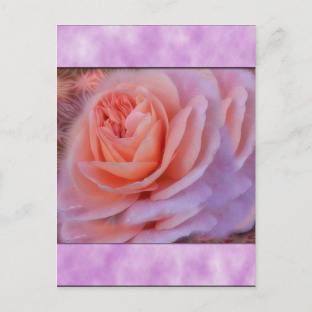 Single Peach Rose Postcard (Front)