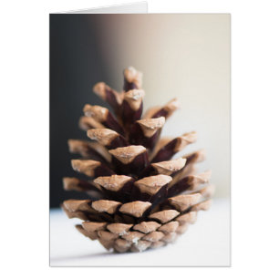 Single pinecone