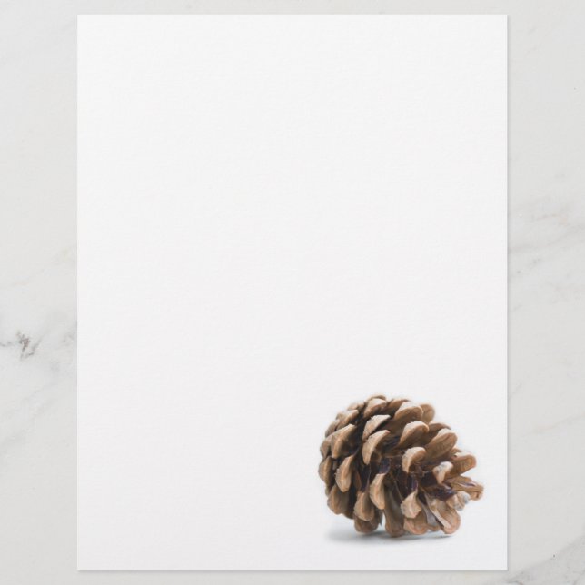 Single pinecone (Front)