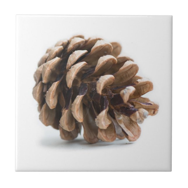 Single pinecone ceramic tile (Front)