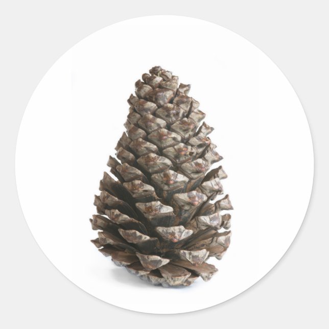 Single pinecone classic round sticker (Front)