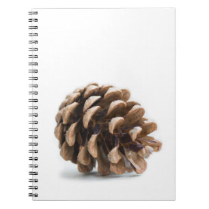 Single pinecone notebook