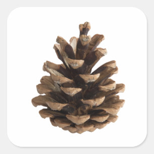 Single pinecone square sticker