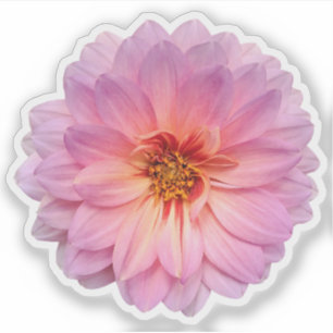 Single Pink and Purple Zinnia Flower