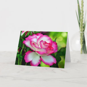 Single pink and white rose greeting card