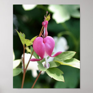 Single Pink Bleeding Heart Flower Poster