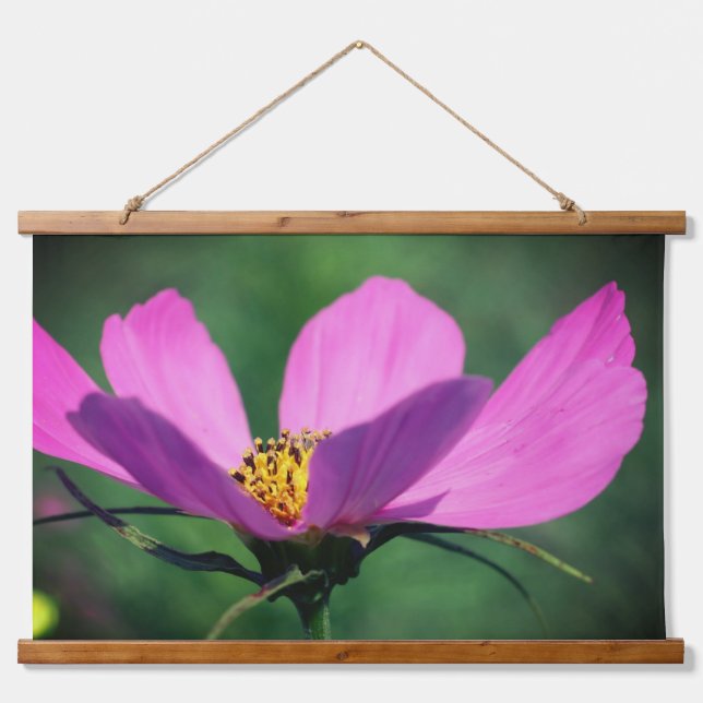 Single Pink Cosmos Flower In Bloom Hanging Tapestry (Front)