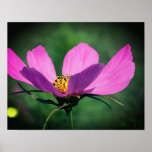 Single Pink Cosmos Flower In Bloom Poster