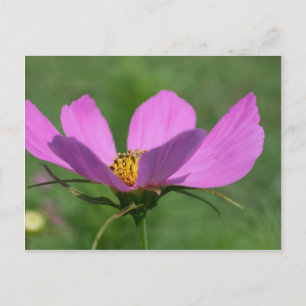 Single Pink Cosmos Flower Postcard