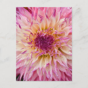 Single pink dahlia floral print postcard