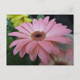 Single Pink Flower Postcard