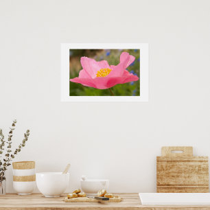 Single Pink Poppy Photograph Close-up Poster