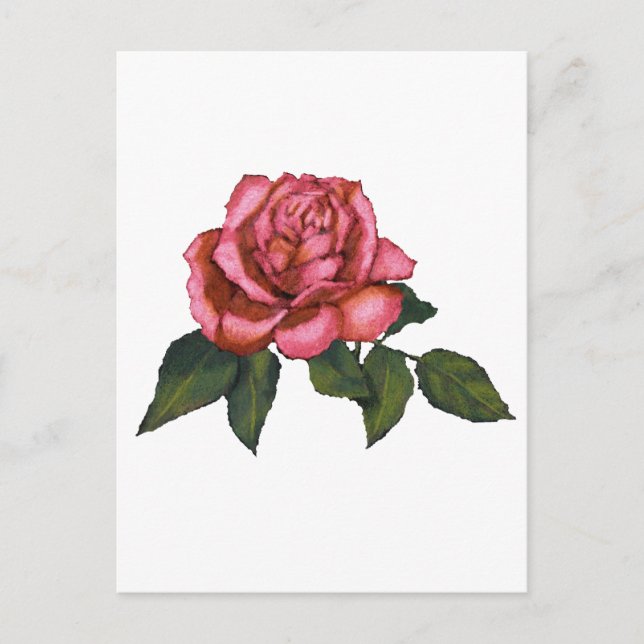 Single Pink Rose: Colour Pencil Drawing: Art Postcard (Front)