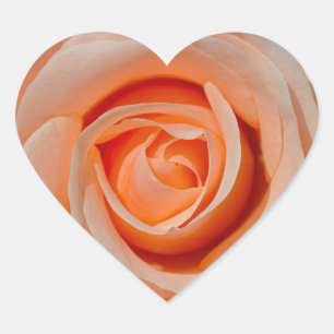 Single pink rose heart sticker