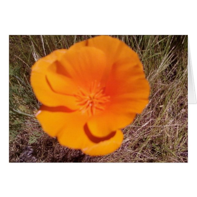 Single Poppy (Front Horizontal)