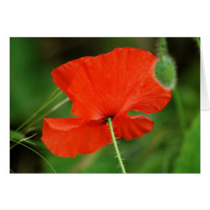 Single Poppy by Steven Dale