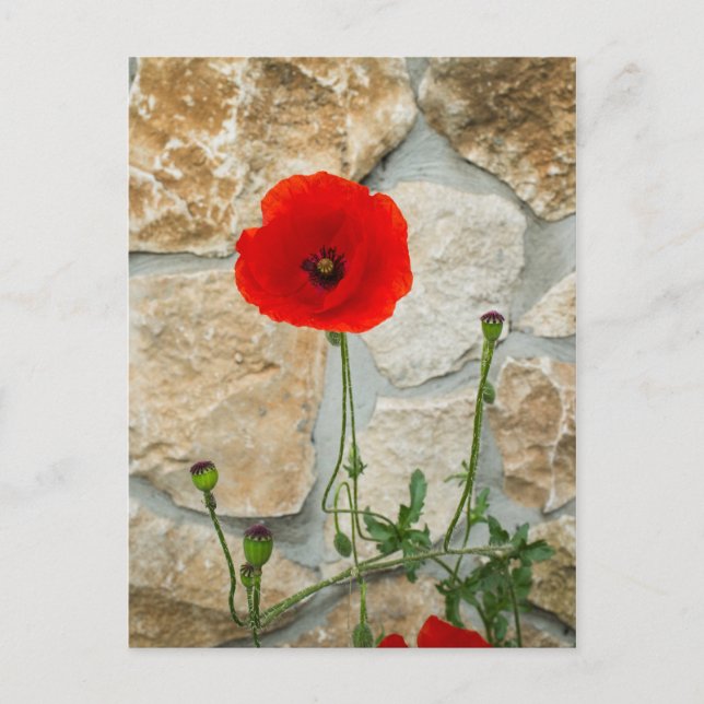 Single poppy flower and a stone wall behind it postcard (Front)