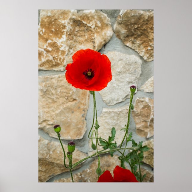 Single poppy flower and a stone wall behind it poster (Front)