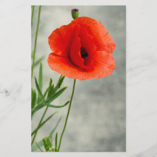 Single poppy flower photo flyer