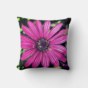 Single Purple African Daisy Flower   Cushion