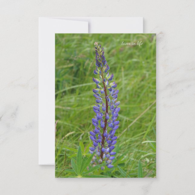 Single Purple Lupine Card (Front)