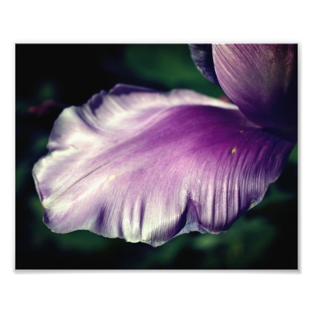 Single Purple Tulip Flower Petal Close Up 8x10 Photo Print (Front)