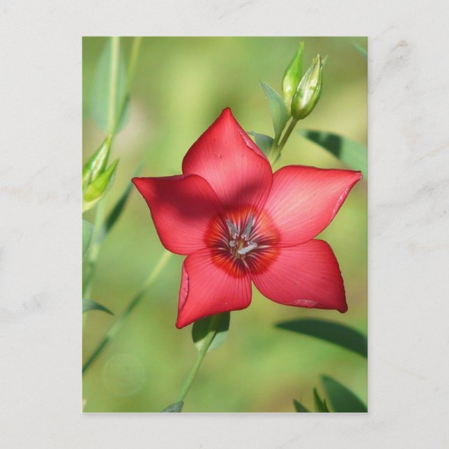 Single Red Flower on Green Postcard (Front)