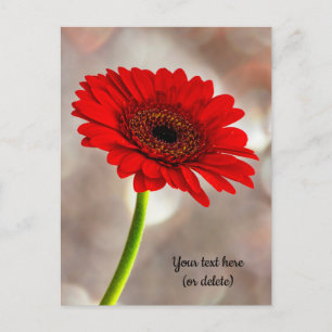 Single Red Gerbera Postcard