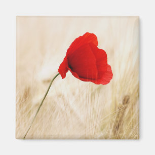 Single Red Poppy in a Grassy Field Magnet