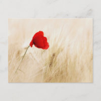 Single Red Poppy in a Grassy Field