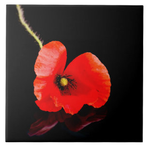 Single red poppy on black ceramic tile