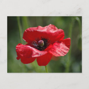Single red poppy postcard