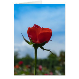 Single Red Rose and Blue Sky